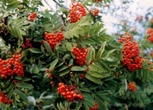 Рябина для красоты и здоровья.