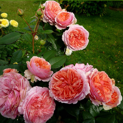 роза чиппендейл (chippendale) шраб